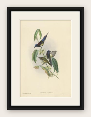 Antique Bird Print of the Black-Breasted Sunbird by Gould, circa 1850, shown framed