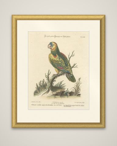 The Large Green Parrot of The West Indies Hand-Colored and Engraved, 1749, shown framed