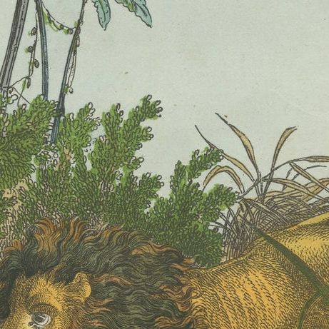Hand Colored Antique Lithograph of Hunting Lion, close-up 2