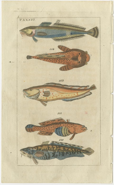Set of 2 Antique Fish Prints - Viviparus - Oyster Toadfish - Tusk Fish, view 2