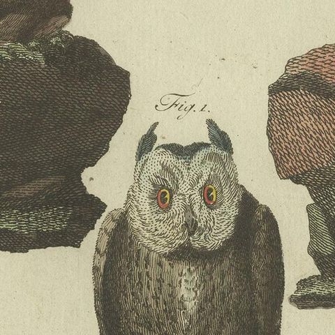 Antique Animal Print of various Owl Species by Bertuch, circa 1800, close-up 2