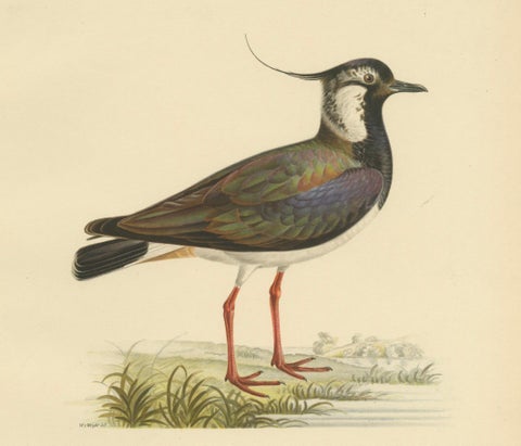 Iridescent Majesty: Vintage Print of The Northern Lapwing by Von Wright, 1929, close-up 2