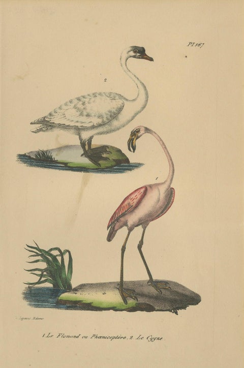 Flamingo & Swan, Antique hand-coloured lithograph, c.1828, close-up 3