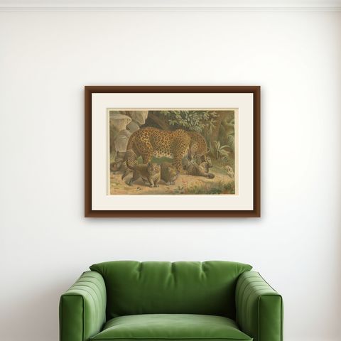 Leopards, Antique Big Cat Print, Victorian Natural History, 1894, shown framed on a wall