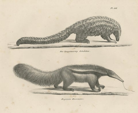 Antique Armadillo, Pangolin & Anteater Lithographs, Brodtmann c.1830, close-up 3