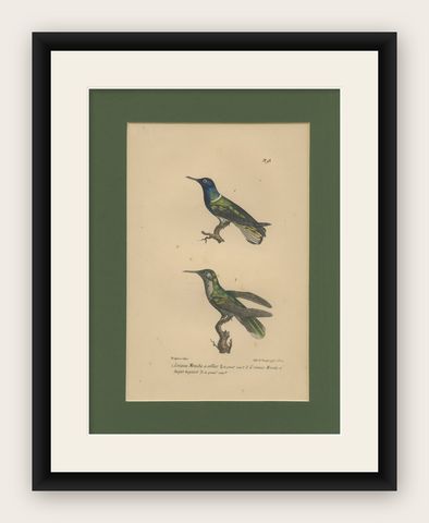 Antique Hand-Coloured Hummingbird Engraving with Gold Highlights, c.1835, shown framed