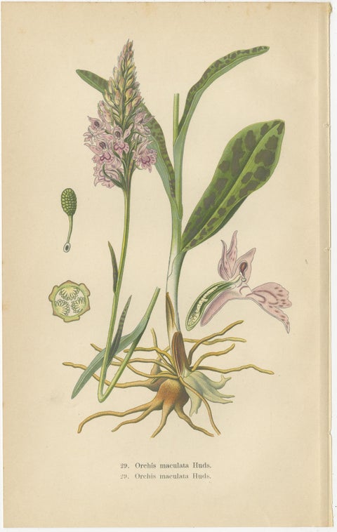 Orchids of Germany and Adjacent Regions: A Visual Archive, 1904, view 3