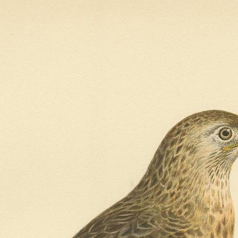 Antique Bird Print of a Female Buzzard by Von Wright, '1929', close-up 1