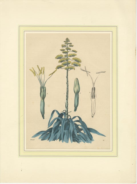 Set of Four Hand-Colored Botanical Prints from Book of Worlds, 1848, view 5