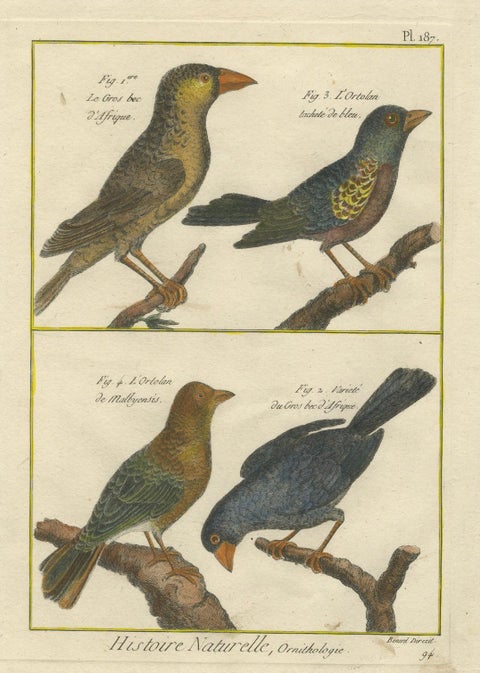 Hand-Colored Engraving of African and Malagasy Grosbeaks and Ortolans, 1790, close-up 3