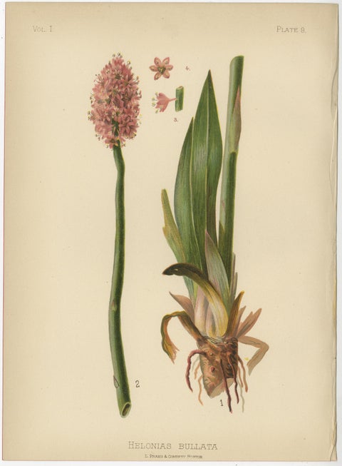Native US Flora - Four Original Botanical Chromolithograps, 1879, view 4