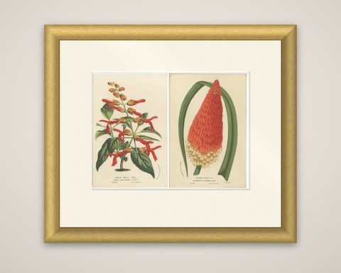 Vivid Visions: Roezl's Sage and Red Hot Poker in Botanical Art, circa 1875, shown framed