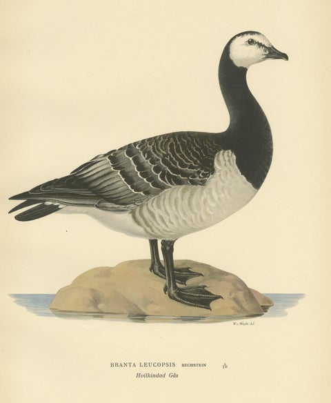 Antique Bird Print of the Barnacle Goose by Von Wright '1929', view 4
