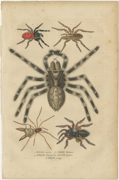 Antique 1845 Arachnid Study: Handcolored Engraving of Varied Spider Species, view 2