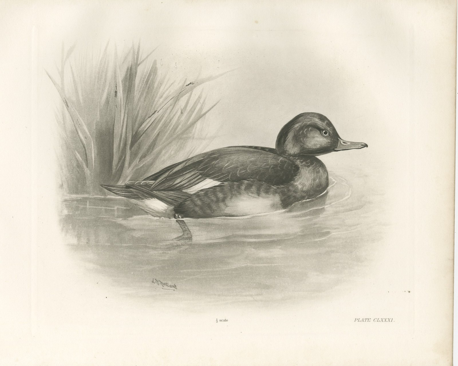 Diving Duck, Antique Bird Print after Lilian Medland, circa 1909
