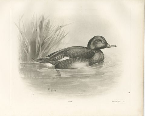 Diving Duck, Antique Bird Print after Lilian Medland, circa 1909