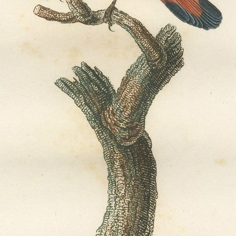 1807 American Redstart Illustration - 'Le Moucherolle doré mâle' Old Bird Print, close-up 4