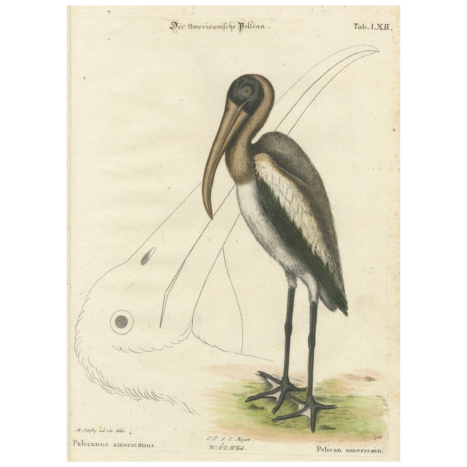Antique Hand-Colored Engraving of the American Pelican, 19th Century