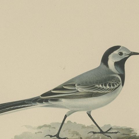 Antique Bird Print of the White Wagtail by Von Wright '1927', close-up 2