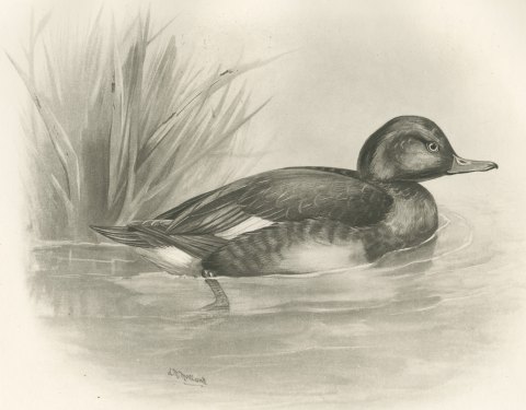 Ferruginous Duck Drake among Reeds, Plate CLXXXI after Lilian Medland, c. 1909, close-up 1