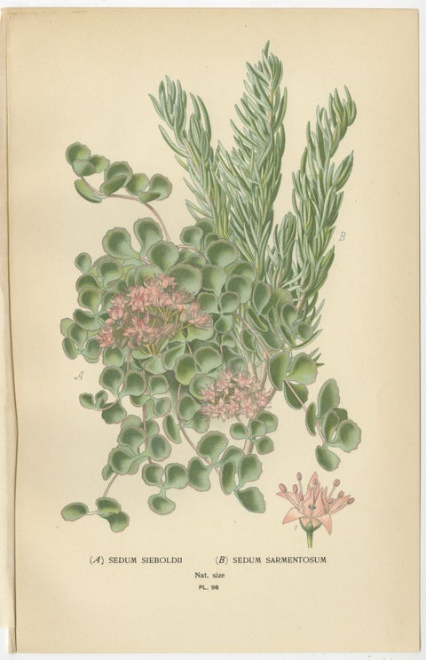 Botanical Succulent Prints: Sedum Spectabile & Sieboldii, Cotyledon Secunda 1897, view 4
