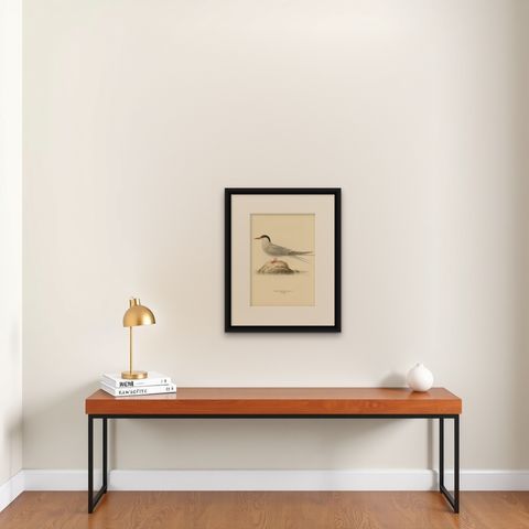 Antique Bird Print of the Arctic Tern by Von Wright, 1927, shown framed on a wall