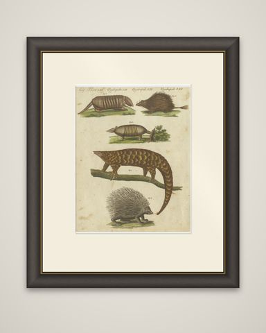 1805 Handcolored Engraving of Unique Mammals from Bertuch's "Bilderbuch", shown framed