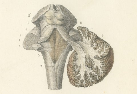 The Brain Stem and Cerebellum, Antique Hirschfeld Anatomy Print, 1866, view 5