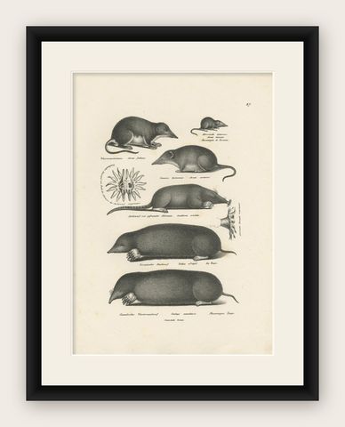 Antique Print of Various Mice and Other Rodents by Schinz, 'C.1830', shown framed