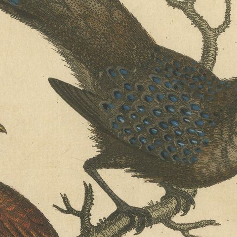 Grey Peacock-Pheasant Hen: A 1746 Engraving by George Edwards, close-up 6