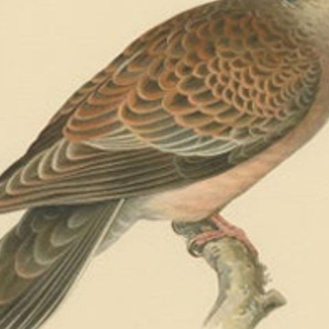 Antique Bird Print of The Oriental Turtle Dove by Von Wright, 1929, close-up 2