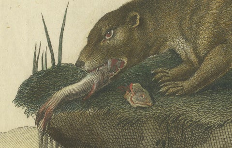 The Otter’s Catch: A Masterpiece Engraving from Johann Daniel Meyer, ca.1750, close-up 3