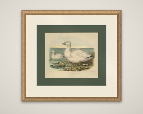 Antique Bird Print of Cassin's Snow Goose Made after D.G. Elliot, 1869, shown framed