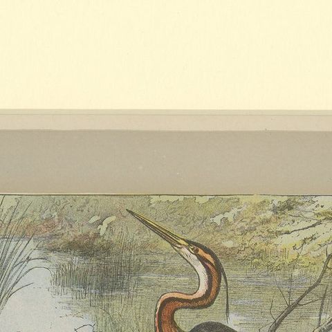 Antique Bird Print of a Purple Heron, close-up 1