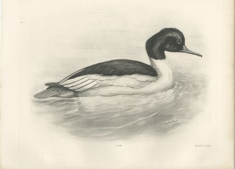 Goosander, Antique Bird Print after Lilian Medland, circa 1909