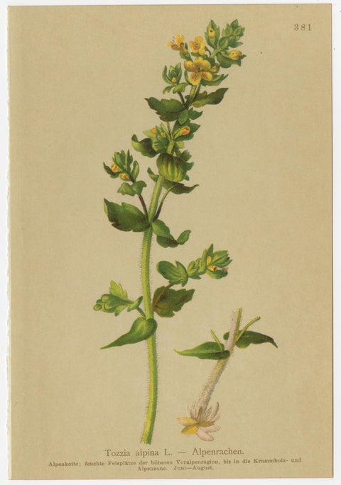 Alpine Foxglove & Wildflowers, Small Seizded Antique Botanical Print Set, 1897, view 5