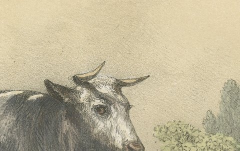 Emilie, Durham Shorthorn Cow of Corbon, Antique Print, 1873, view 4