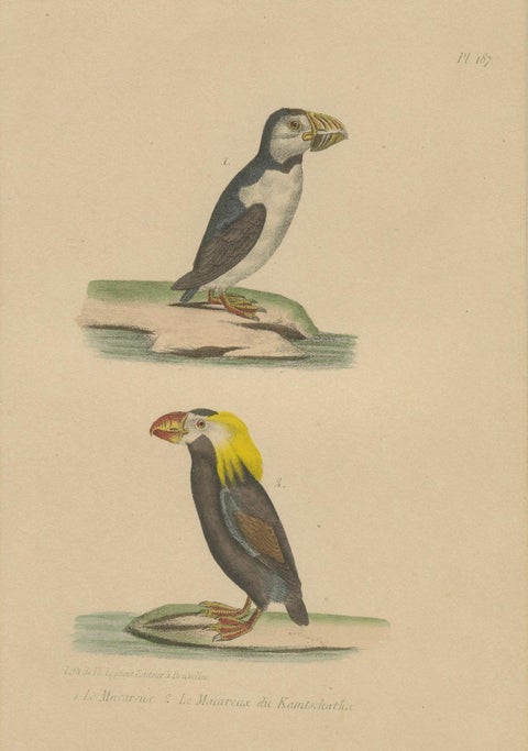 Atlantic Puffin & Tufted Puffin, Antique hand-coloured lithograph, c.1828, close-up 3