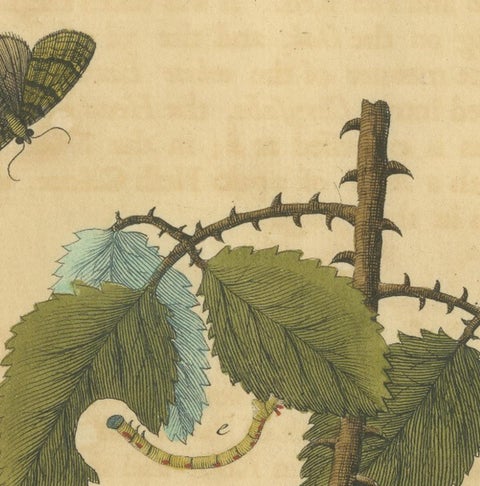 English Moths and Caterpillars on Oak & Bramble, Antique Insect Engraving, 1720, view 5