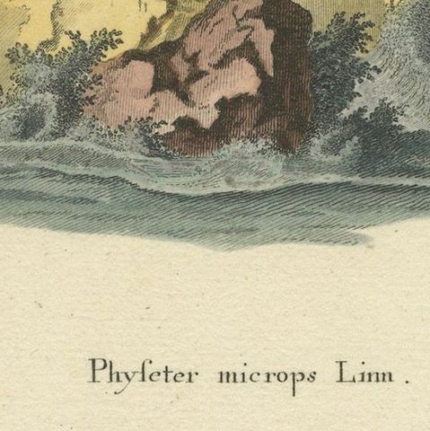 Leviathan of the Depths: The Sperm Whale in 18th Century Scientific Art, 1775, close-up 5