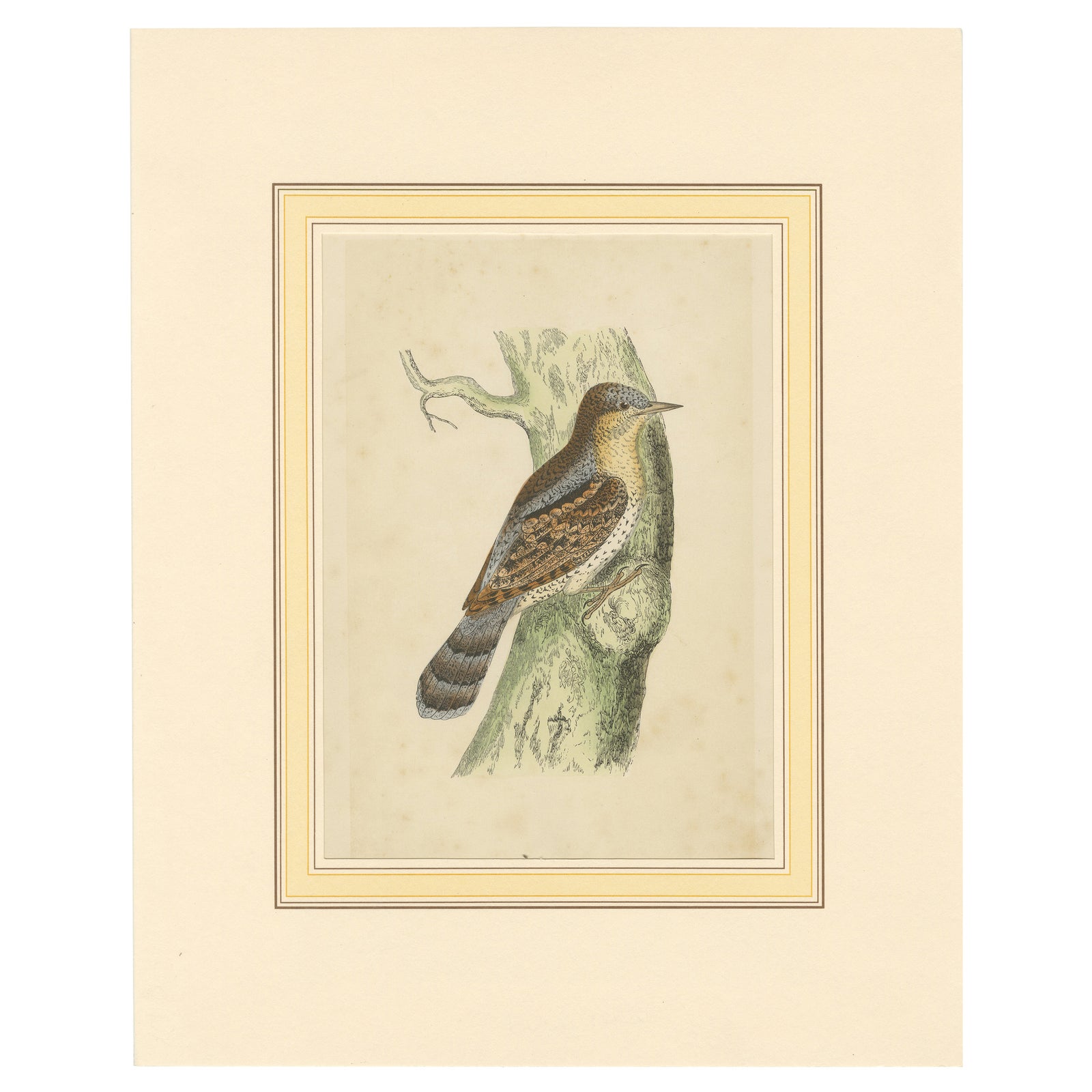 Antique Bird Print of a Wryneck, circa 1880