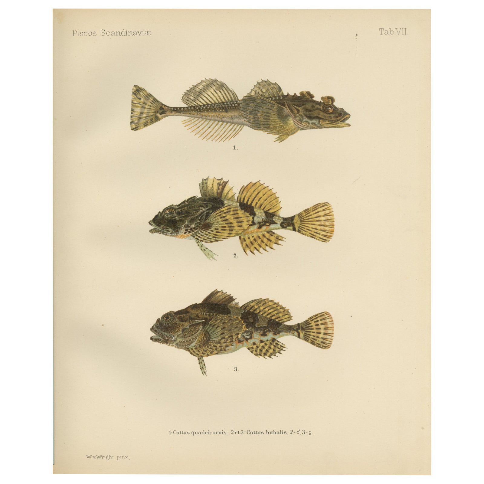 Fourhorn Sculpin and Long-Spined Bullhead - Intricate Scandinavian Fish Litho