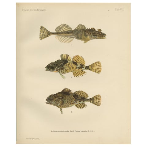Fourhorn Sculpin and Long-Spined Bullhead - Intricate Scandinavian Fish Litho