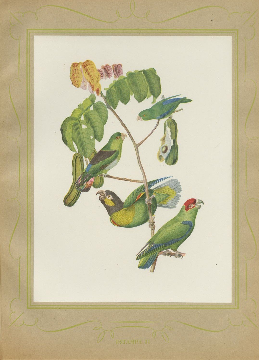 Parrotlets and Small Parrots, Brazilian Bird Print, Descourtilz, 1944