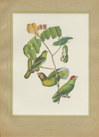 Parrotlets and Small Parrots, Brazilian Bird Print, Descourtilz, 1944