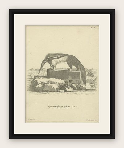 Giant Anteater, Antique Zoological Engraving by De Sève & Leitner, ca.1800, shown framed