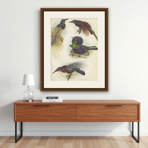 Antique Print of the Bensbach's Rifle Bird and Others, 1950, shown framed on a wall