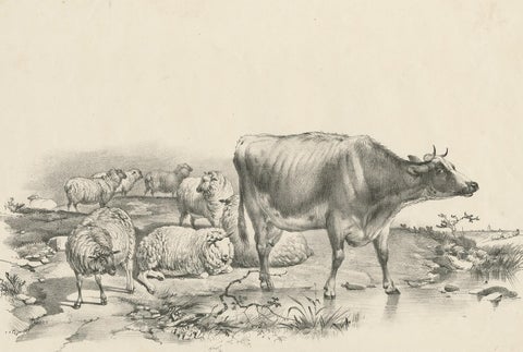 No. 11 Antique Print of Sheep and a Cow by Cooper '1839', view 2