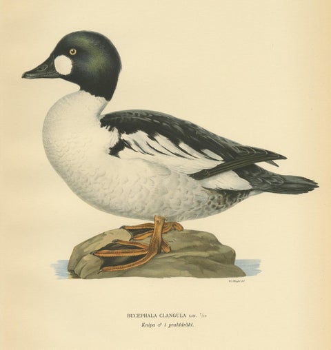 Antique Bird Print of the Common Goldeneye by Von Wright, 1929, view 3