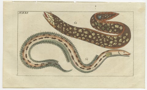 Set of 3 Antique Fish Prints, Moray, Sea Lamprey, Electric Eel, 1832, view 3